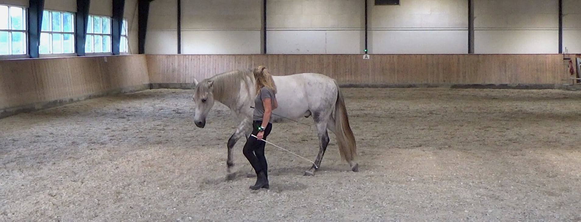 Hanne og Bucefalo træner straightness training i ridehallen
