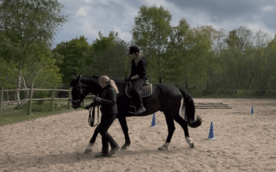 Home 3 Skab den hest du drømmer om