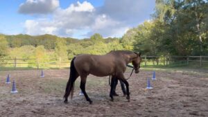 Gylden hest på banen i groundwork