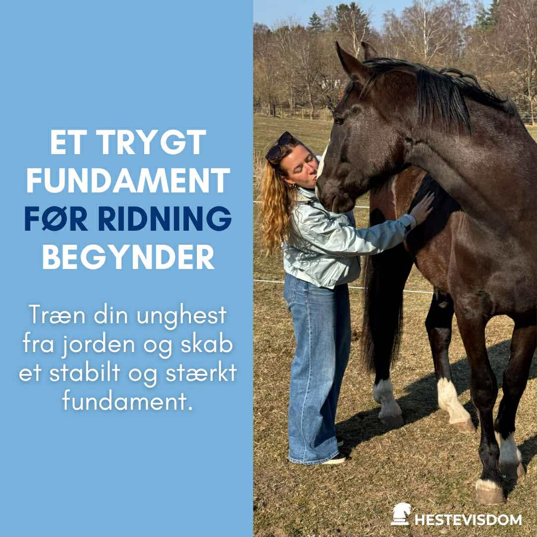 Ung pige laver jordarbejde med Kingo, min unghest på folden.